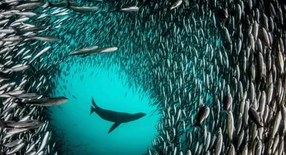 Biodiversidad