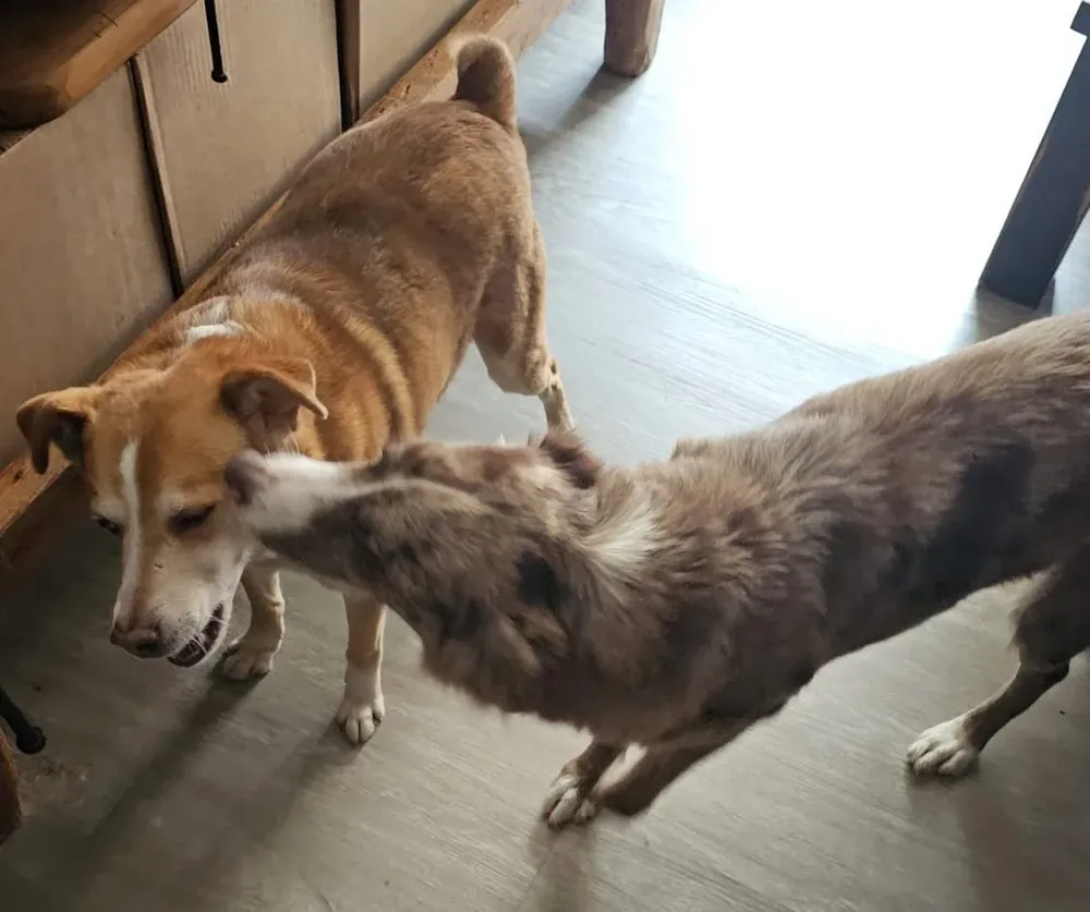 Lana y Fito ya están juntos en su casa