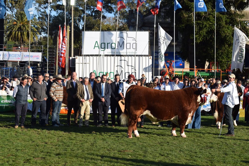 Expo Rural Prado: el Campeón Supremo y Gran Campeón Polled Hereford.