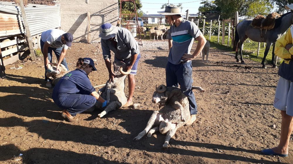 Producción familiar en Uruguay: en el foco de los esfuerzos del INIA.