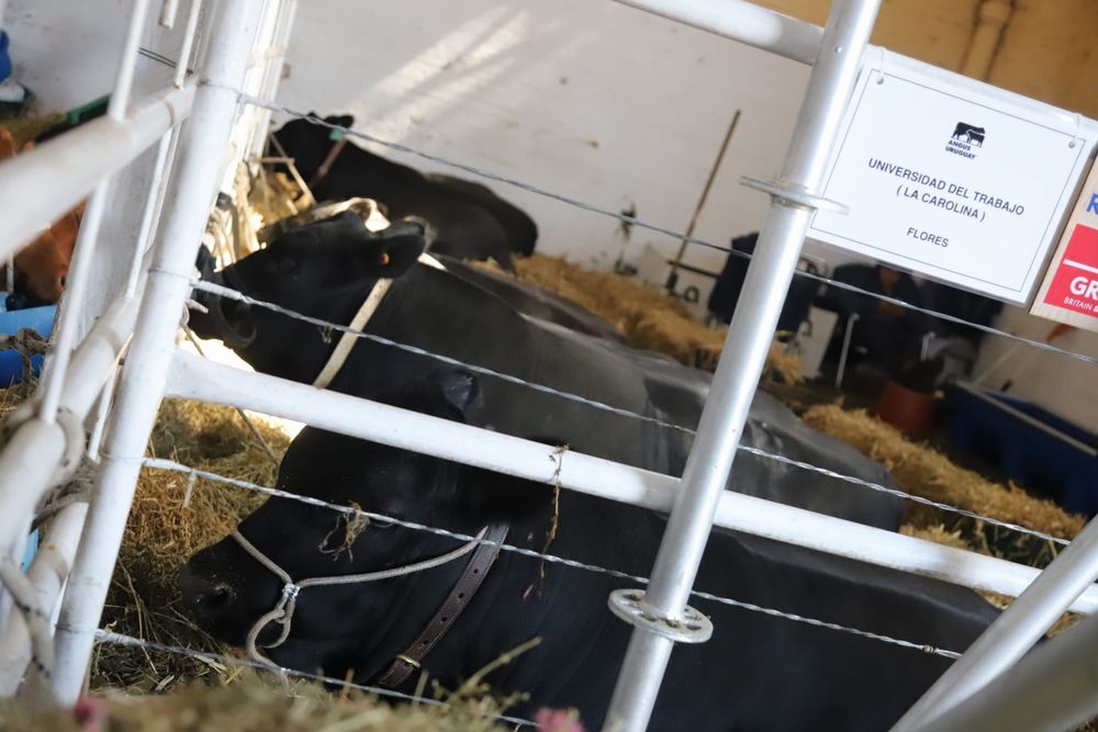 Expo Rural Prado: Aberdeen Angus, una de las razas que se crían en la UTU.