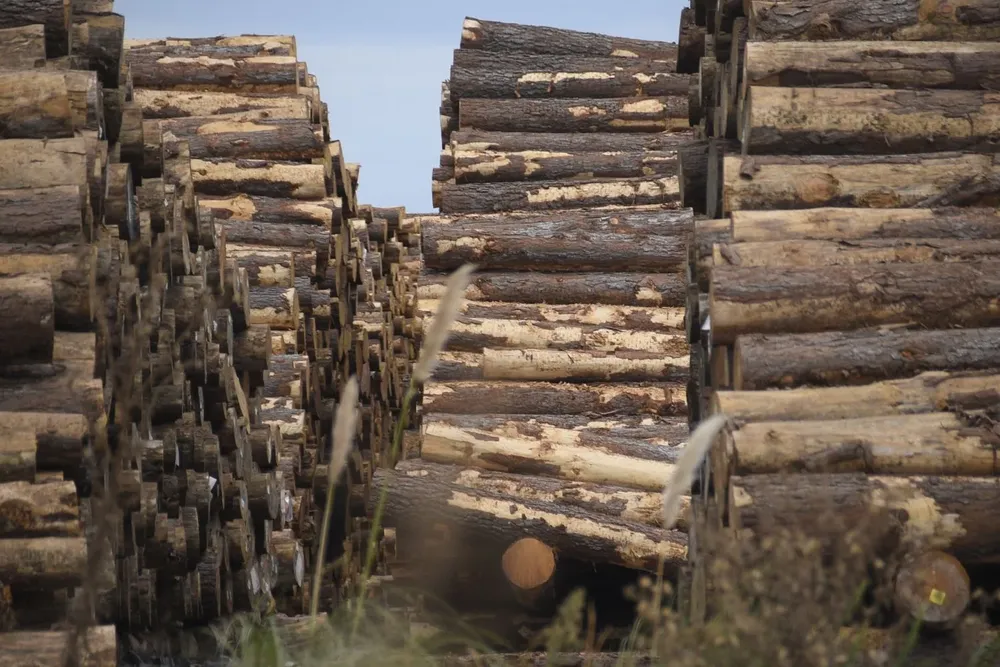 La madera de pino es provista por varios productores del sector forestal