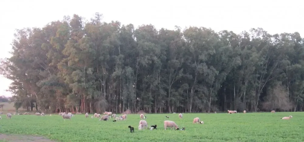 Disponer de un potrero de parición con buena comida, abrigo adecuado, hacer una esquila preparto y disponer de asesoramiento técnico es clave.