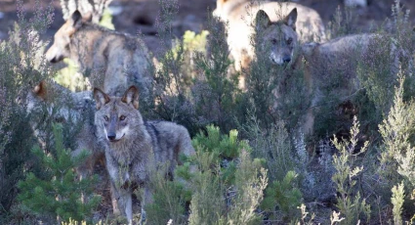 Manada de lobos ibéricos