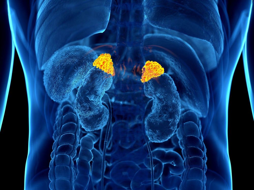 El cortisol es producido por pequeñas glándulas ubicadas sobre nuestros riñones, llamadas glándulas suprarrenales.