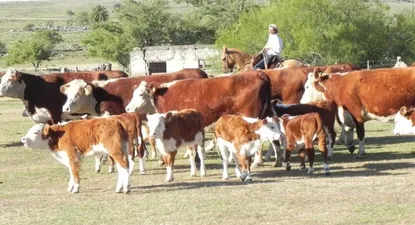 El Observador | Un mercado “más normal” también ayudará a la cría