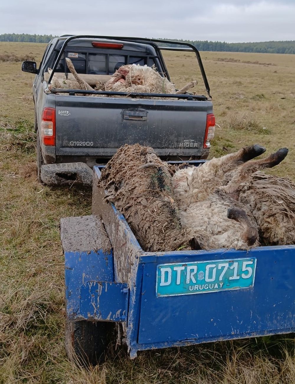 Perros sueltos mataron a cerca de 20 lanares en el campo familiar de Emilio Méndez.