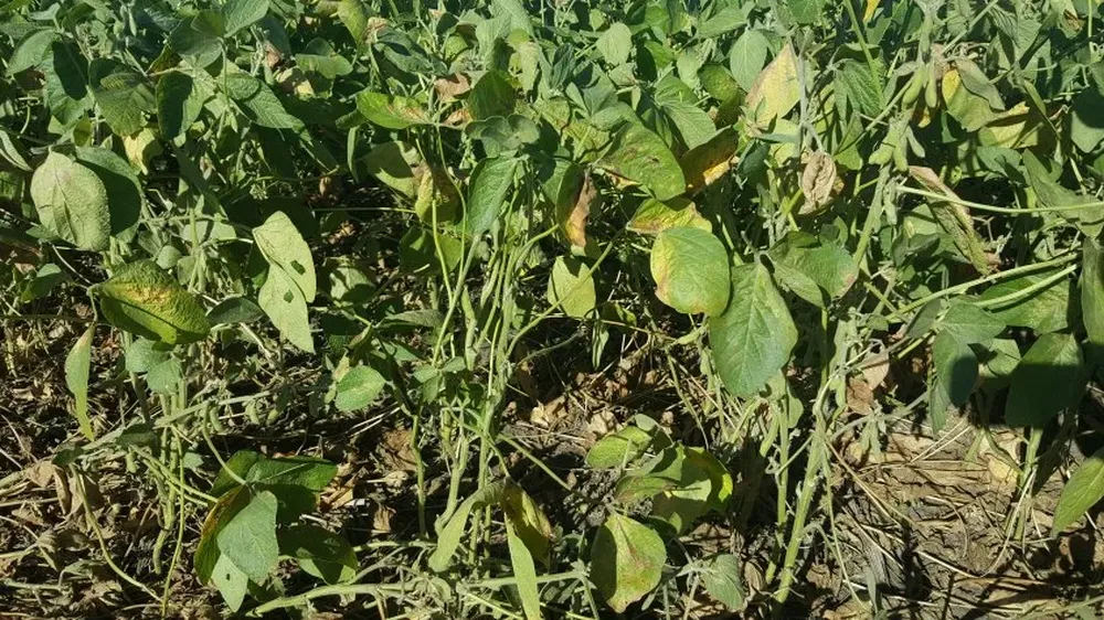 Así luce la mayor parte del cultivo en chacras próximas a Dolores.