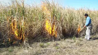 Los productores y ALUR llegaron a un acuerdo para fijar el precio de la zafra 2020-21.