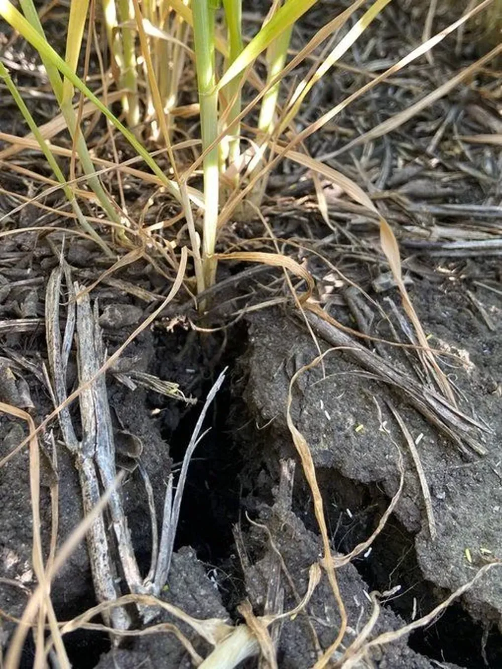 Los especialistas señalan que lo que se viene será “la peor campaña de los últimos 12 años”