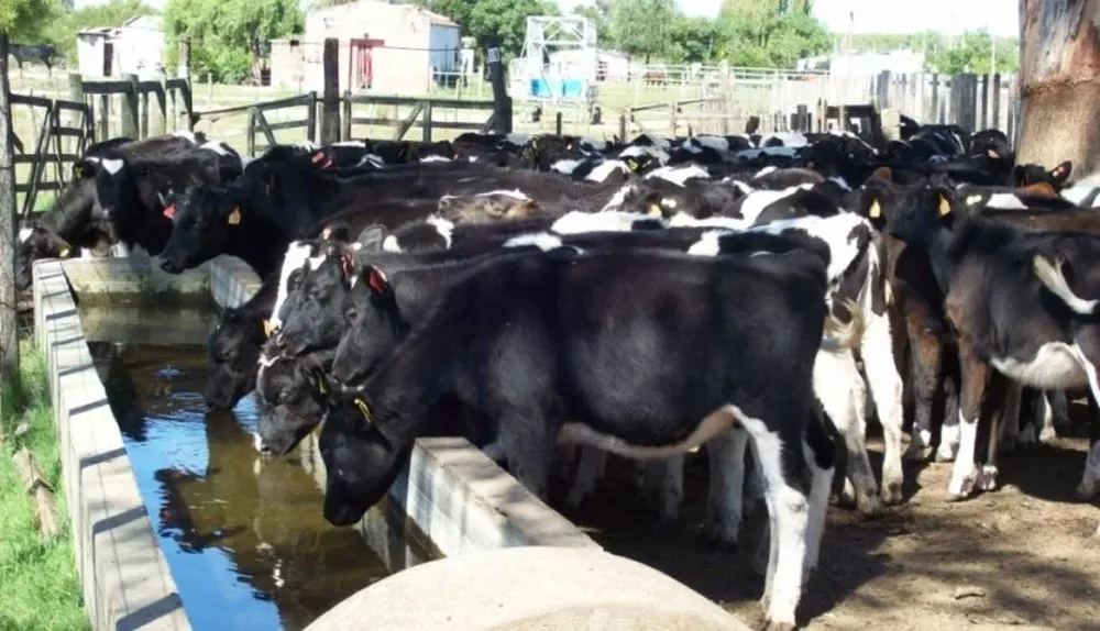 La lechería uruguaya responde con más producción a la baja de precios