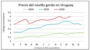 Novillos con precios como nunca antes.