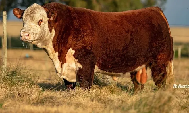 Gran Campeón Expo Durazno 2019, padre de la oferta que se venderá este viernes