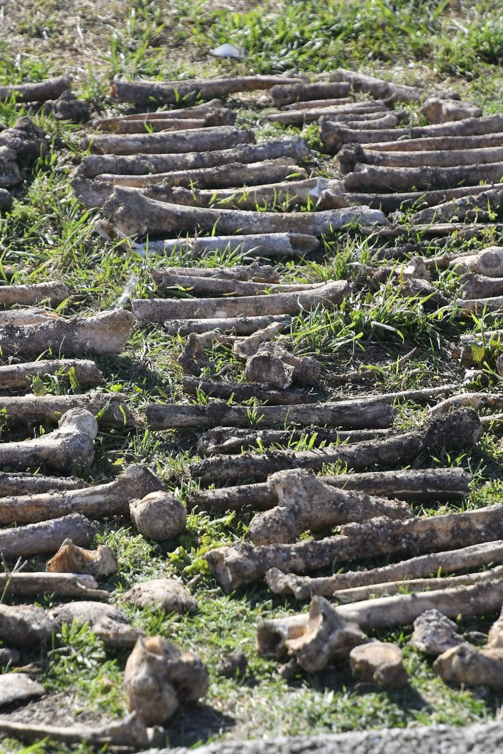 Foto de los restos óseos encontrados este martes cerca del Museo Oceanográfico del Buceo