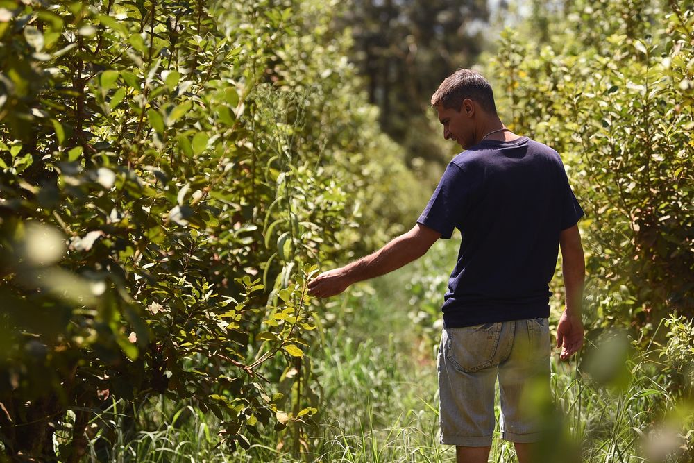 Paraguay: un agricultor revisa una plantación de yerba mate en Paso Yobai, departamento de Guaira.