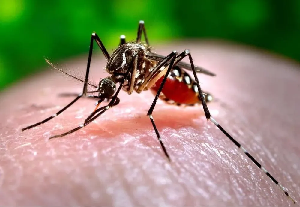 El aedes aegypti, mosquito transmisor del dengue