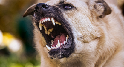 dos mujeres heridas tras ataque de perros en rivera: una de ellas tiene desgarramiento en ambos brazos