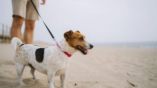 La nueva playa para perros cuenta con 15.000 metros cuadrados de espacio.  
