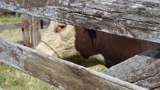 Parten a China los tres toros que Lacalle Pou le regaló a Xi Jinping