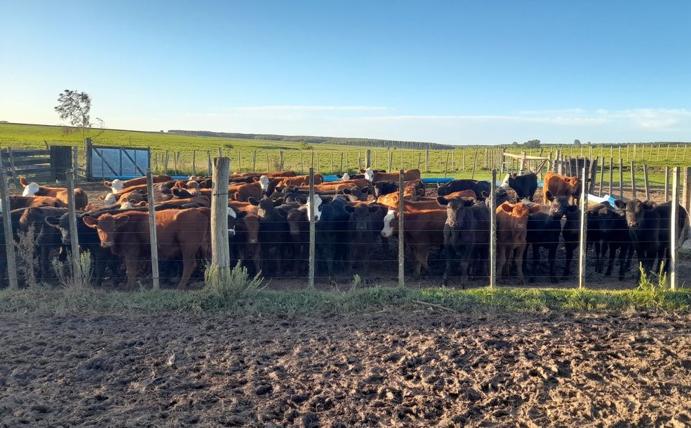 Rural: un ámbito en el que los delitos de abigeato se han incrementado.