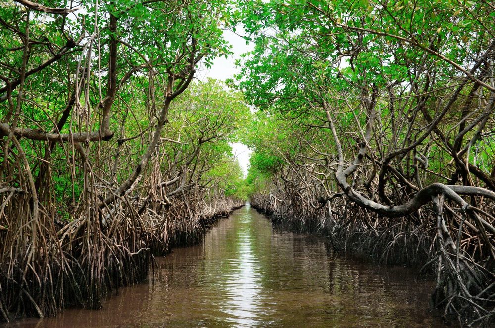 El estado de Florida, en EE.UU:, lleva a cabo uno de los esfuerzos de conservación ambiental más ambiciosos del mundo, rescatando los Everglades
