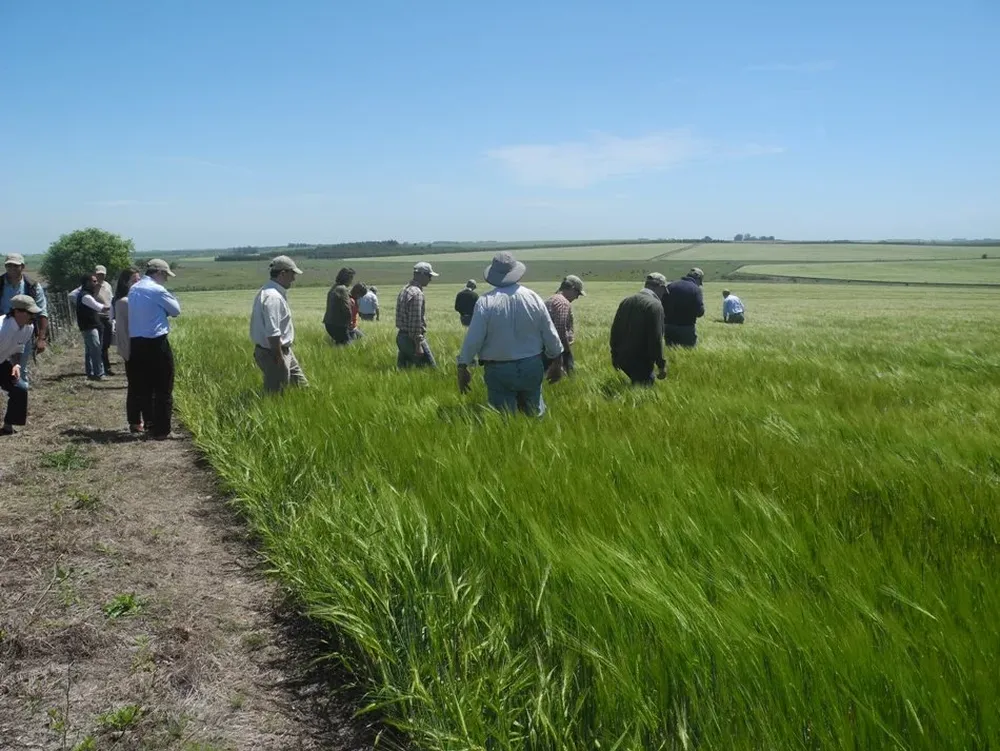 La cebada se prepara para una nueva zafra con nuevos bríos