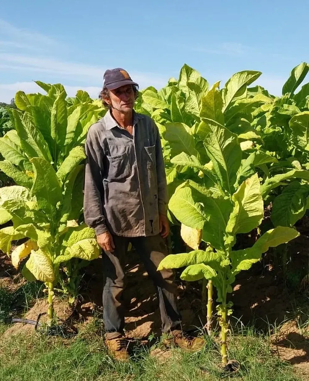 Domingo trabaja con tabaco desde que es niño.