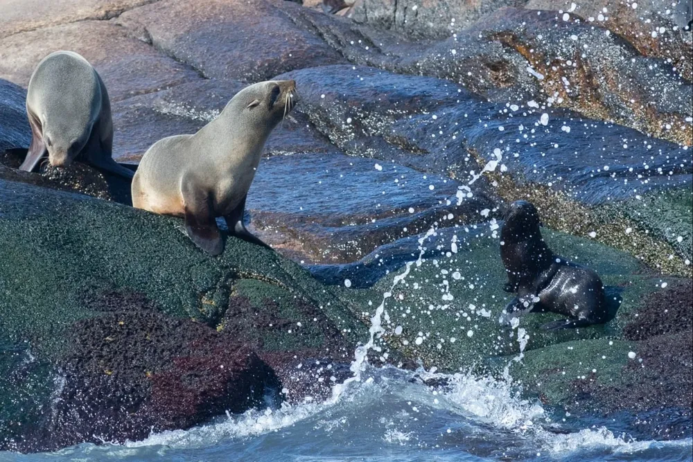Gripe aviar en lobos marinos puede contagiarse a humanos