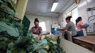 Los trabajadores agrícolas en EE.UU. ganan el sueldo mínimo o incluso menos.