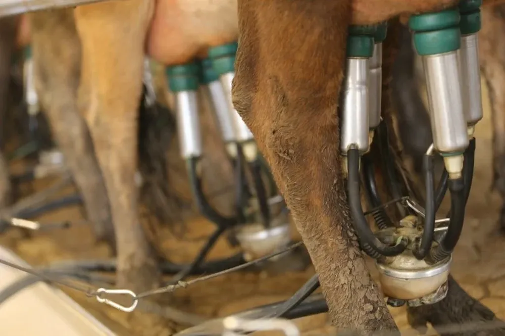 Los productores van recuperando el valor de la leche