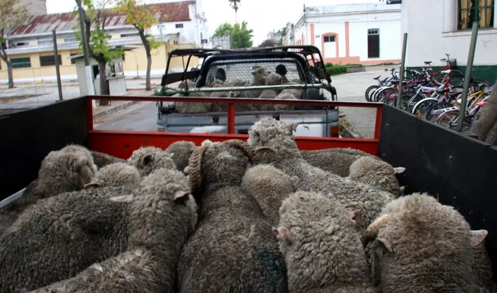 Ovinos recuperados por la Policía