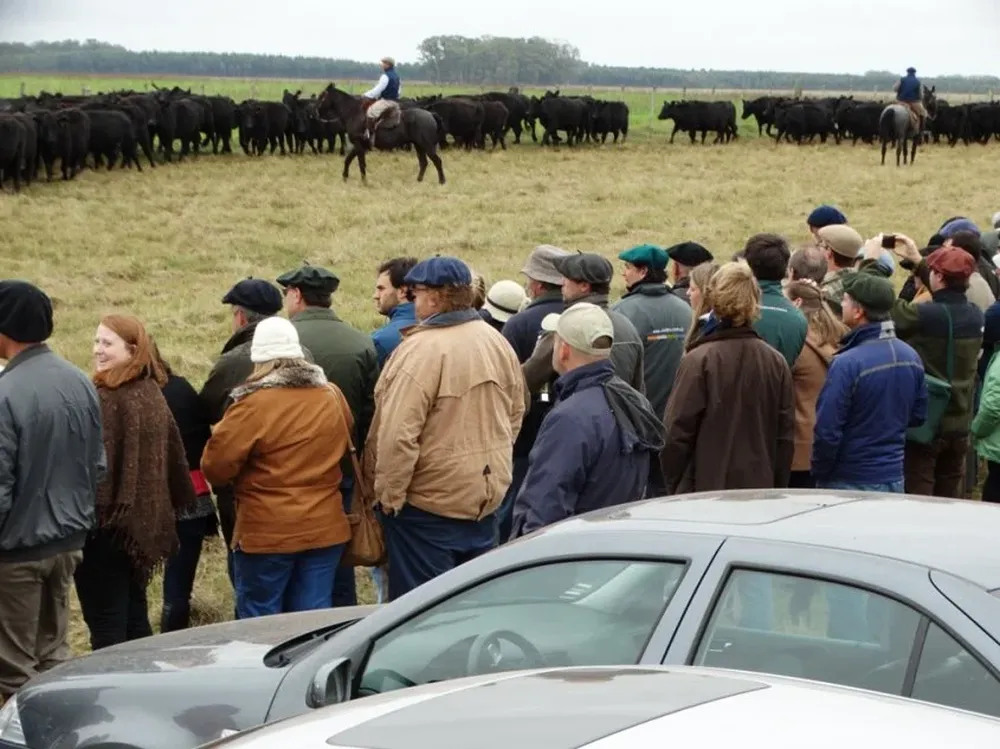 Criadores observarán el comportamiento de las vacas a campo