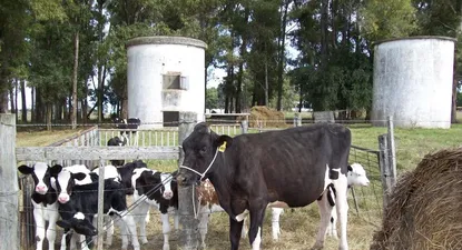 Producción de leche, un sector particularmente afectado por la sequía de 2022 y 2023.