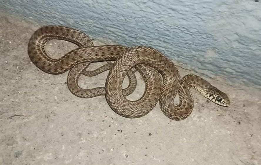 Imagen archivo de serpiente&nbsp;parejera