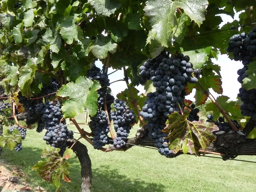 Certificar un sistema de producción de uva sostenible implica una producción que sea de bajo impacto ambiental y que respete la biodiversidad, al productor y al consumidor.