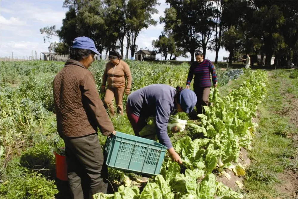 Los granjeros dispondránde un nuevo mercado