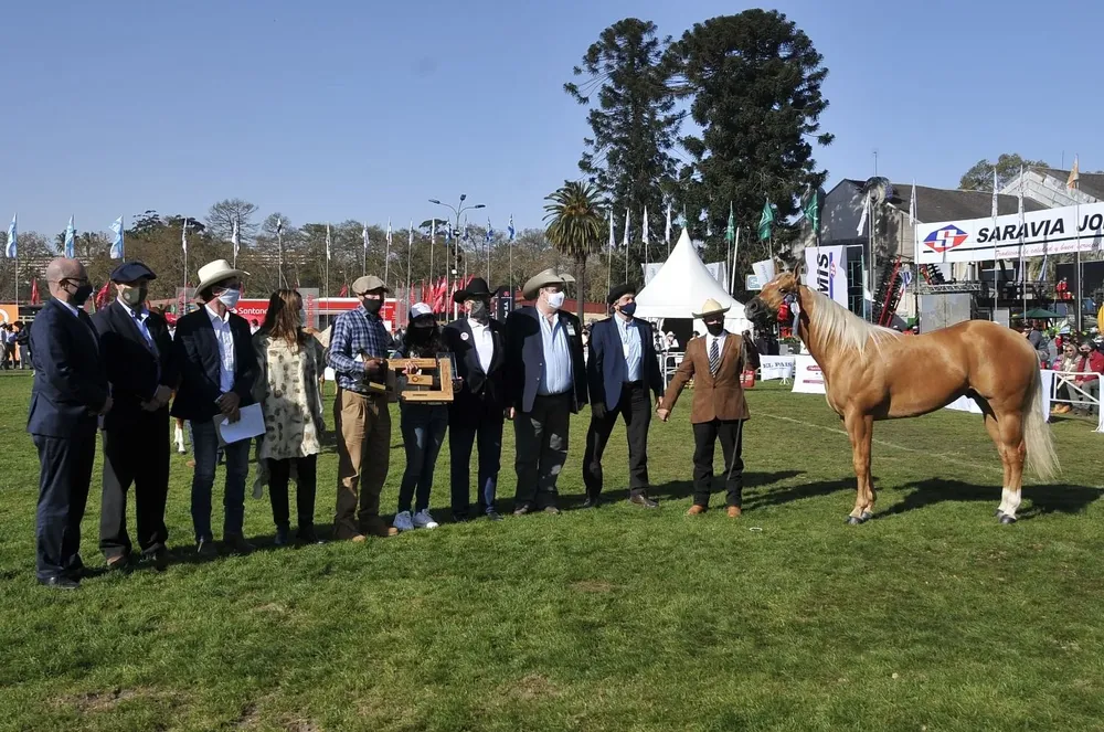 Gran Campeón Cuarto de Milla.