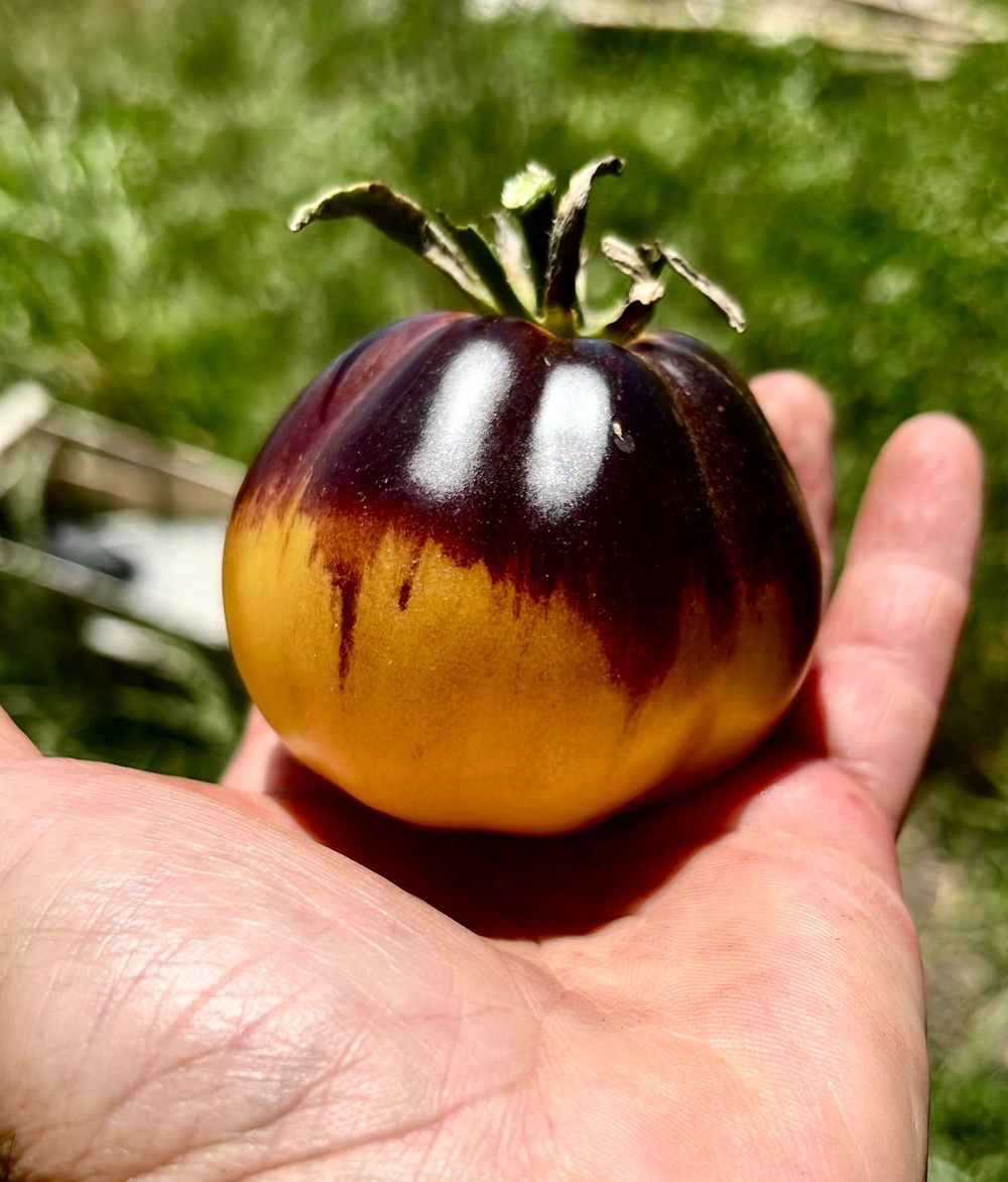 NO USAR Fiesta del Tomate