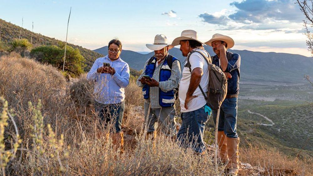 Los conservacionistas están plantando agaves en el corredor de néctar por donde migran los murciélagos.