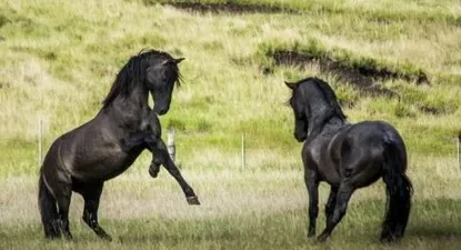 Nobleza Criolla se desarrollará de forma virtual.
