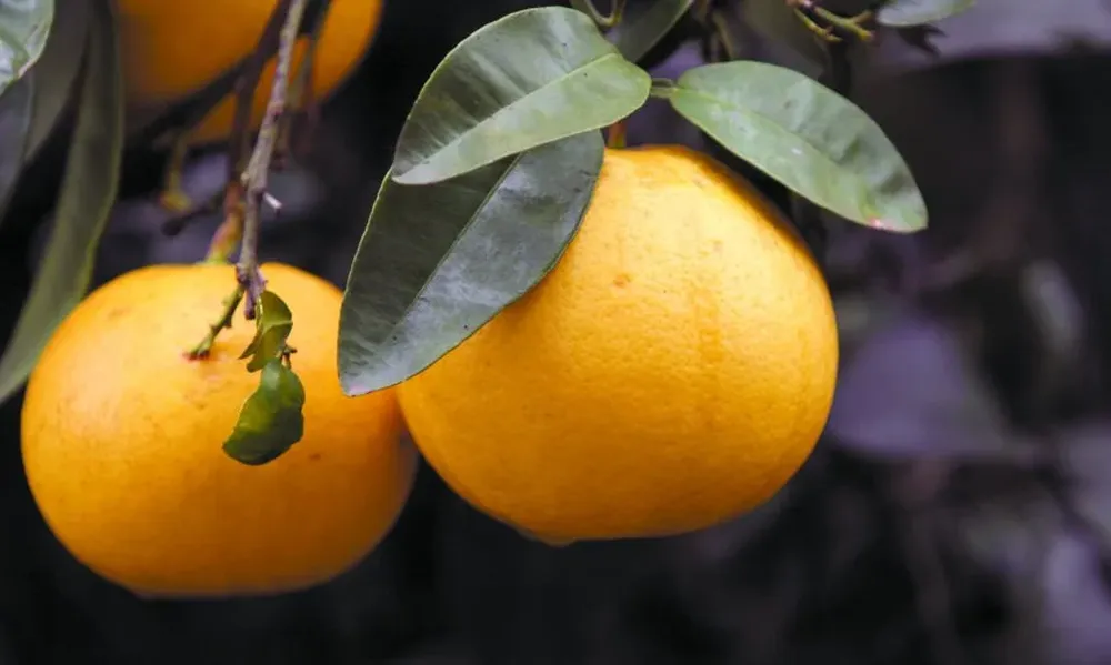 Leve mejora en producción, pero fuerte caída en exportaciones de cítricos