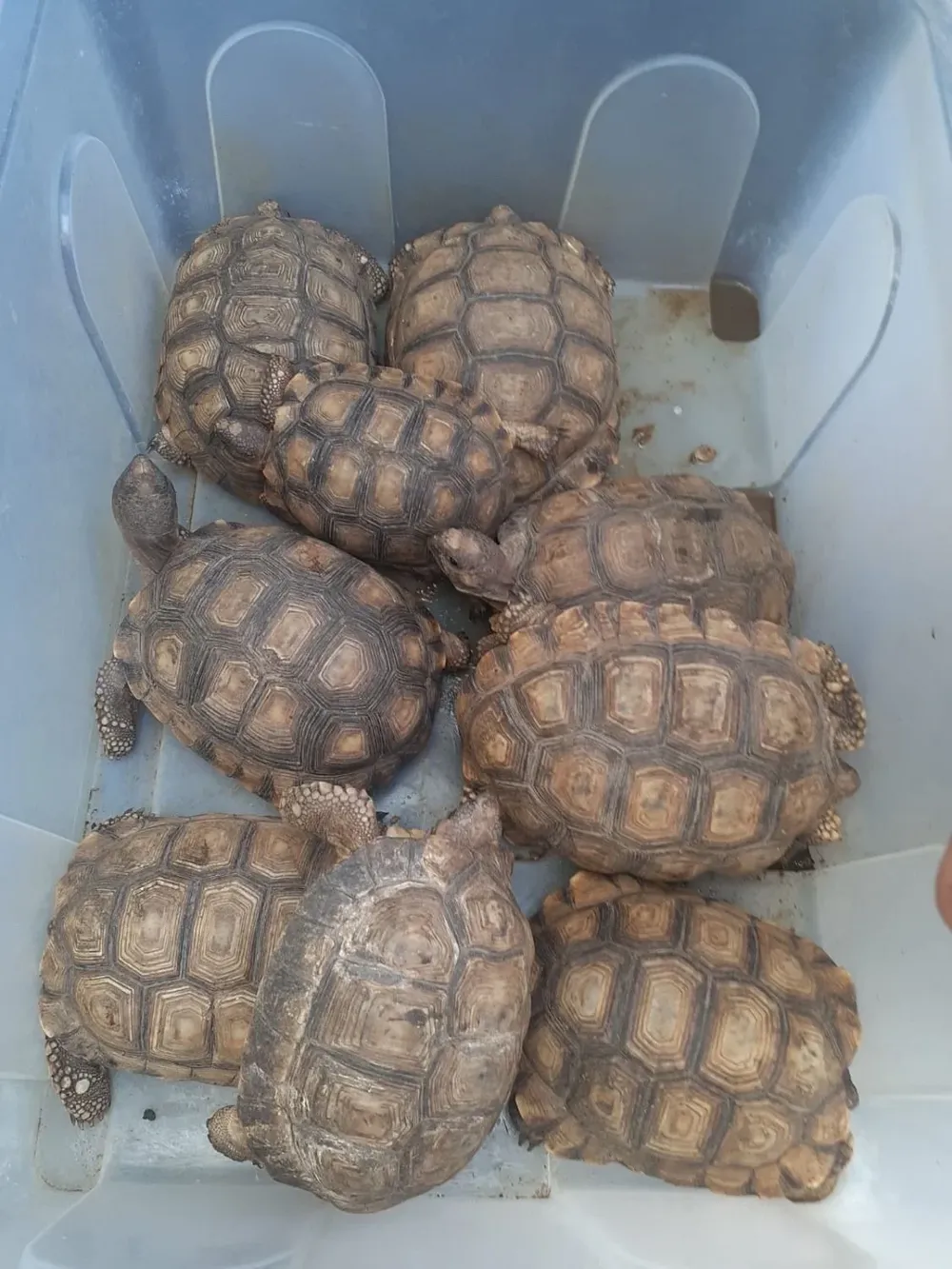 Las tortugas incautadas