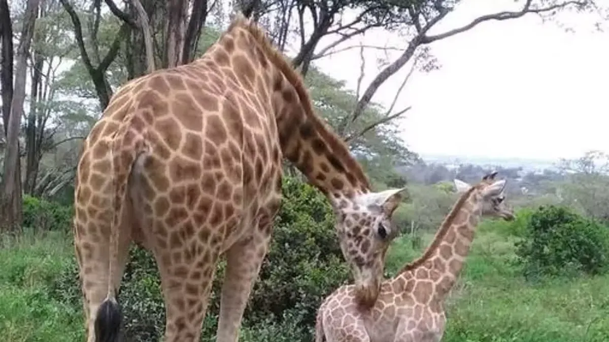 Drama En Sud frica Una Jirafa Mat A Una Beb De 16 Meses