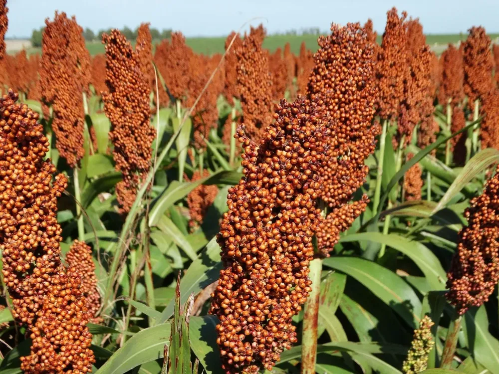 Cultivo de sorgo.