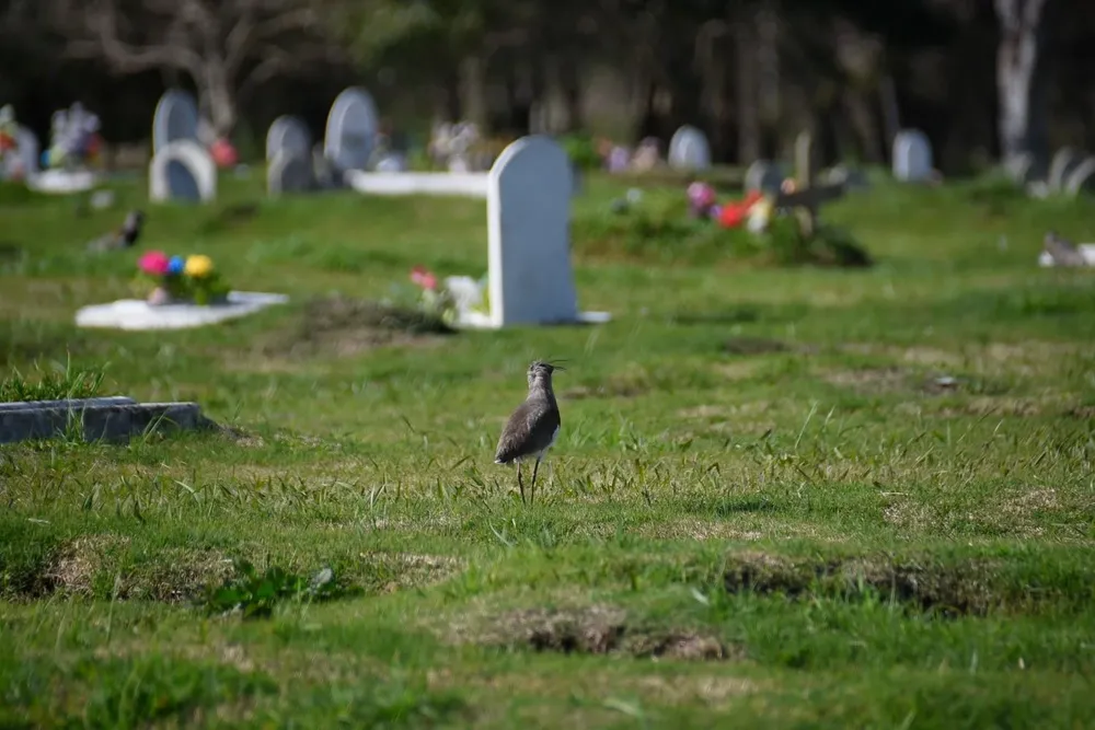 Cementerio del Norte