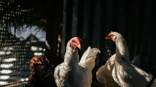 Gripe aviar: brote en Brasil, próximo a la frontera con Uruguay, genera preocupación.