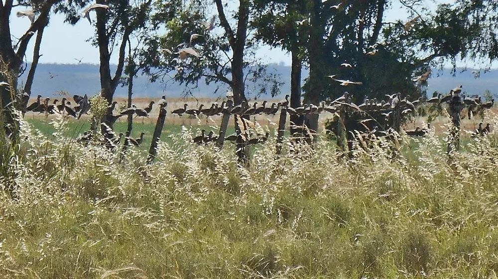 Buscan cultivos cercanos a árboles o bosques para protegerse