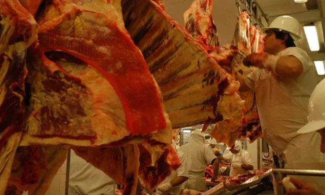 Existe un número alto de agentes zoonóticos en animales que son causa de enfermedades humanas.