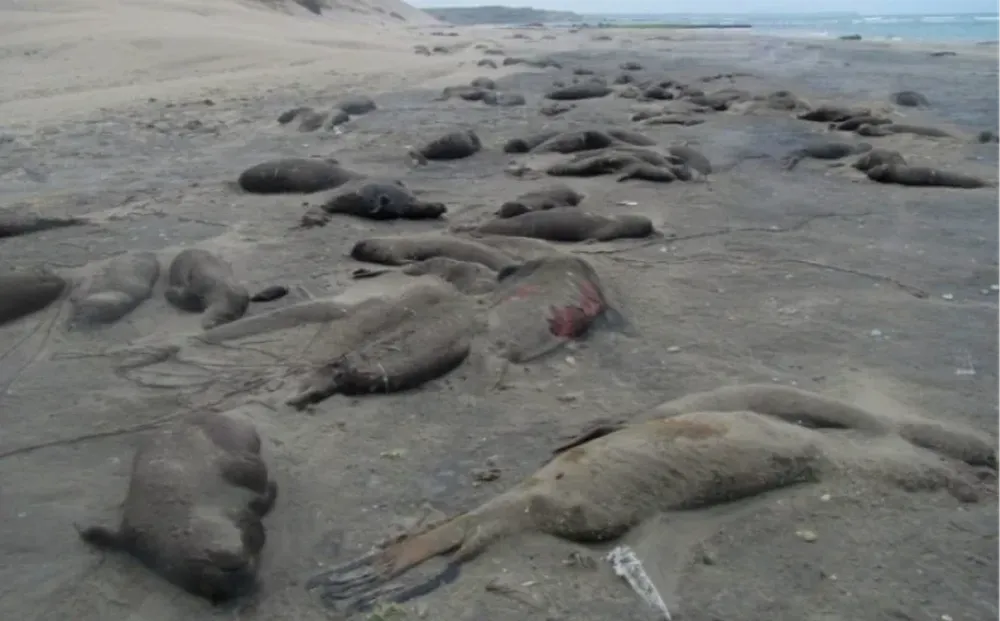 Los mamíferos en las costas de Chubut