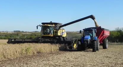 Soja: sigue siendo, por mucha distancia, el grano más producido en el área de cultivos de gran porte en Uruguay.